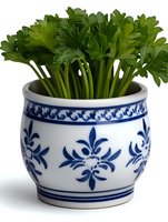 Fresh parsley herbs growing in traditional blue and white ceramic pot with ornamental floral pattern, isolated on white background for culinary and gardening concepts.