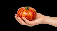 Fresh ripe red tomato held in open palm, isolated on transparent background. Ready for clipart, t-shirt design, print-on-demand products, stickers, and sublimation projects.