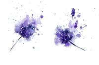 Delicate purple lavender flowers in watercolor style with splashes and splatters on white background, artistic botanical illustration for stationery and decor.