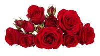 Red roses bouquet arrangement with blooms and buds on white background isolated for romantic gifts, Valentine's Day, wedding decorations and floral designs.