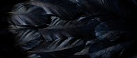 Dark black feathers with iridescent blue highlights creating dramatic texture and depth for luxury design projects and gothic themed artwork.