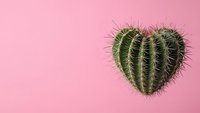 Heart-shaped cactus on pink background for Valentine's Day, love concept, romantic greeting card, minimalist design for social media posts.