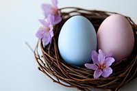 Pastel blue and pink Easter eggs nestled in wicker basket with purple spring flowers on white background for holiday decorations and greeting cards.