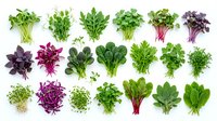 Fresh microgreens and sprouts collection isolated on white background, showcasing variety of colorful edible plants for healthy nutrition and culinary use.