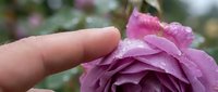Human finger gently touching delicate pink rose petals with water droplets in garden setting. Tender moment of connection with nature and floral beauty.