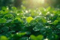 Fresh clover leaves covered in morning dew drops with soft bokeh light effects and sunbeams creating magical natural green background. Perfect for nature designs.