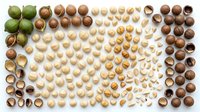 Macadamia nuts in various stages of processing, from whole with green husks to shelled kernels, arranged in organized rows showing progression of harvest and preparation for culinary use.