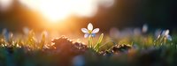 Delicate white wildflower blooming in spring meadow at sunset, with golden sunlight creating dreamy bokeh effect in natural environment.