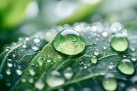 Morning dew drops on green leaf surface create natural lens effect with bokeh background, showing water surface tension and plant freshness in macro view.