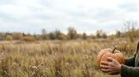 Farmer holding ripe orange pumpkin in autumn harvest field with blurred background. Seasonal agricultural produce ready for thanksgiving celebration and fall decoration.