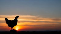 Chicken silhouette against dramatic sunset sky with golden orange clouds. Farm poultry bird standing on horizon during twilight hour for agriculture concepts.