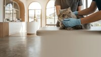 Veterinarian examining tabby cat on examination table during routine checkup in modern clinic with natural light from windows.