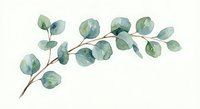 Watercolor eucalyptus branch with green leaves on white background, botanical illustration for wedding invitations and natural decor projects.