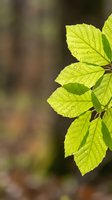 Fresh green leaves with morning dew drops on blurred natural background. Spring foliage with water droplets after rain for environmental and botanical concepts.