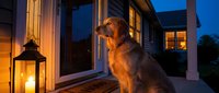 Golden retriever dog sitting on wooden porch at twilight with warm lantern light creating cozy evening atmosphere for home and pet lifestyle concepts.