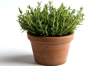 Fresh rosemary herb growing in traditional terracotta clay pot isolated on white background, aromatic Mediterranean cooking ingredient and garden plant.