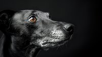 Black dog with striking amber eyes in dramatic low-key portrait against dark background, highlighting facial features and thoughtful expression in artistic photography.