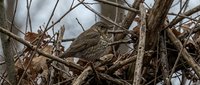 Camouflaged owl perched among bare branches and twigs in natural woodland habitat, displaying brown plumage that blends seamlessly with surroundings for wildlife and nature photography.