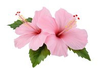 Delicate pink hibiscus flowers with green leaves isolated on white background. Tropical floral arrangement features two blooms with prominent stamens and pistils.
