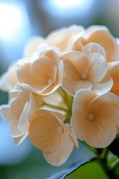 Delicate cream-colored hydrangea flowers in soft focus macro shot against blurred blue background, showcasing gentle petals and natural floral texture.