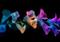 Vibrant abstract floral composition featuring translucent gradient flowers in blue, orange, and purple hues against dark background, creating ethereal flowing movement.