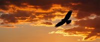 Majestic eagle soaring through dramatic golden sunset sky with layered clouds. Powerful bird of prey silhouetted against warm orange and amber evening light.
