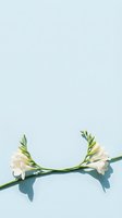 White freesia stems arranged in an arc shape on a soft blue background, creating a minimalist floral composition with copy space.