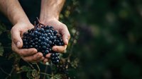 Farmer holding fresh dark grapes in hands during harvest season outdoors. Agricultural produce and vineyard work concept for farming, food production, and organic agriculture.