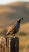 Quail perched on wooden post in natural habitat with warm golden light and blurred landscape background, suitable for wildlife and nature content.