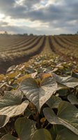 Soybean seedlings growing in cultivated field rows under cloudy sky, agricultural crop production and farming operations.