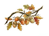 Oak branch with acorns and autumn leaves isolated on white background. Botanical illustration suitable for fall designs, seasonal graphics, educational materials, and decorative projects.