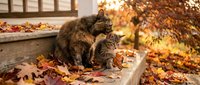 Tabby cat walking on wooden deck surrounded by fallen autumn leaves near house exterior during fall season.