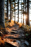 Sunlit forest path with golden autumn ferns along rocky trail, warm sunset light filtering through tall pine trees creating magical woodland atmosphere.