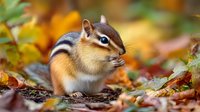 Adorable chipmunk with puffy cheeks sitting among colorful autumn leaves in forest. Wildlife photography for nature publications and seasonal designs.
