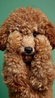 Adorable red poodle puppy with curly coat sitting against mint green background. Cute fluffy dog portrait for pet care, veterinary services, breeding.