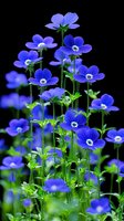 Vibrant blue nemophila flowers with white centers bloom against dark background, green stems rising in graceful formation. Garden photography for spring themes.