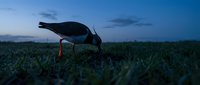 Seagull foraging on grass field during twilight hour with dramatic blue sky background for nature and wildlife photography projects.