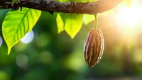 Fresh ripe cocoa pod hanging from branch with green leaves and natural sunlight bokeh background, organic cacao farming concept.