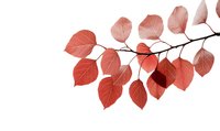 Delicate coral-colored leaves on branch with detailed vein patterns against white background, backlit to reveal translucent nature. Minimalist botanical art composition.