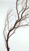 Bare tree branches silhouette against white background, leafless winter tree with intricate branch pattern for seasonal design projects.