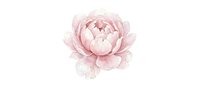 Delicate pink peony flower bloom with soft petals isolated on white background for wedding invitations, greeting cards and romantic design projects.