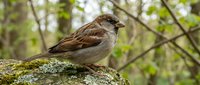 Brown and tan speckled songbird perched on moss-covered rock in forest setting with blurred green foliage background, suitable for nature and wildlife content.