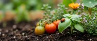 Young tomato plants with ripening fruit at various stages, from green to red, growing in garden soil with ladybug pest control and flowering herbs nearby.