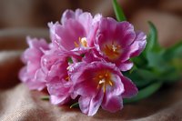 Pink double tulips with ruffled petals and yellow stamens lying on soft beige fabric, macro photography showing delicate flower details and texture.