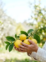 Farmer holding fresh yellow lemons with green leaves in orchard garden, harvesting citrus fruits outdoors for agriculture and farming use.