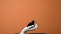 Black bird resting on open human hand against warm orange background. Isolated subject suitable for wildlife, nature, care, and animal-related design projects.