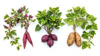 Fresh organic sweet potato plants with colorful tubers and green foliage isolated on white background for agricultural and gardening designs.