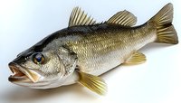 Fresh caught largemouth bass fish on white background, detailed view showing scales, fins and open mouth. Isolated specimen for culinary or sport fishing designs.