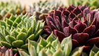 Colorful succulent plants with thick fleshy leaves in green and burgundy red hues growing together in natural garden setting for landscaping design.