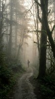 Lone hiker walking through misty forest path surrounded by towering trees and morning fog creating atmospheric woodland adventure scene.